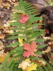 PICTURES/Oak Creek Canyon In October/t_Red Leaves & Fern.jpg